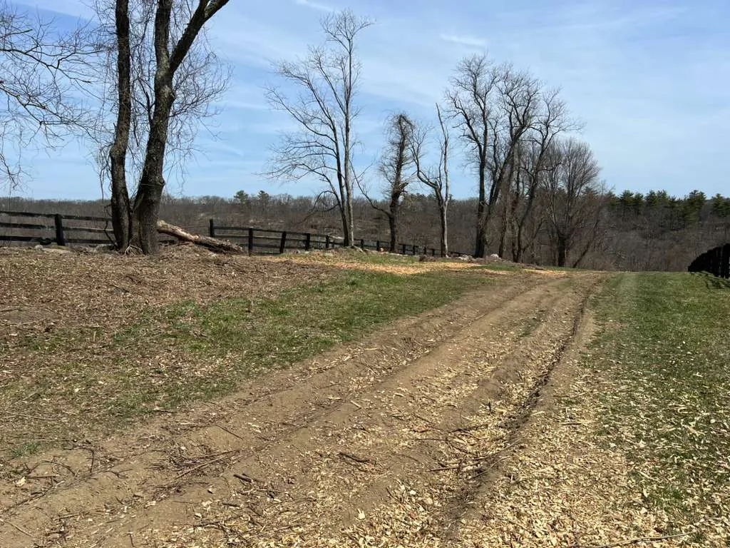 Tree services Connecticut - Roland's