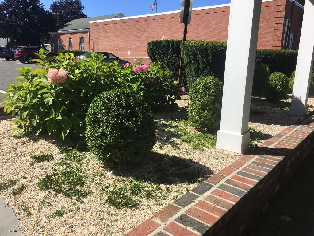 Pruning Connecticut - Roland's